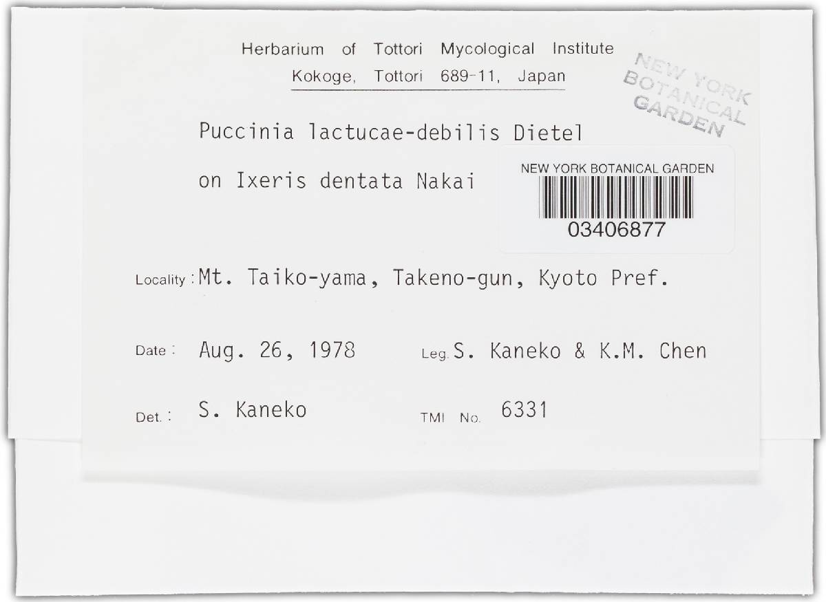 Puccinia lactucae-debilis image