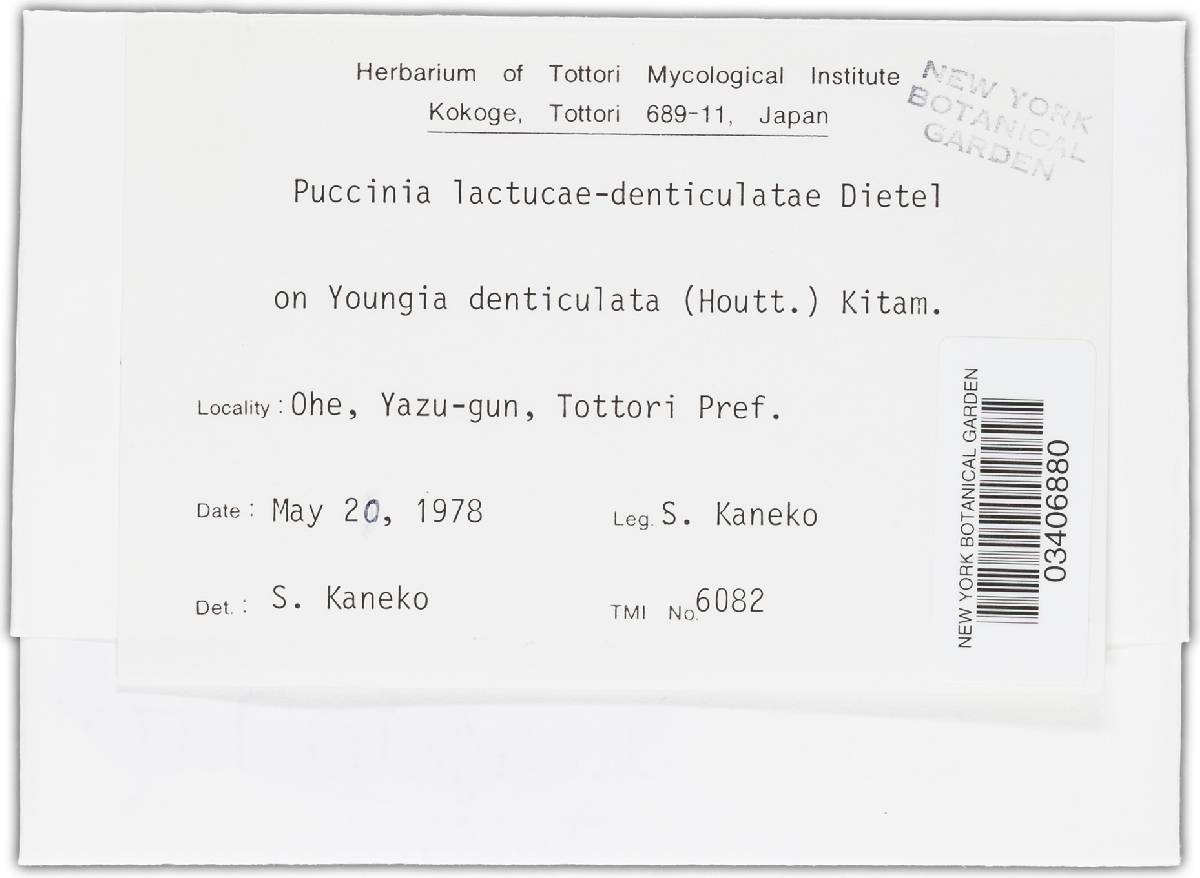 Puccinia lactucae-denticulatae image
