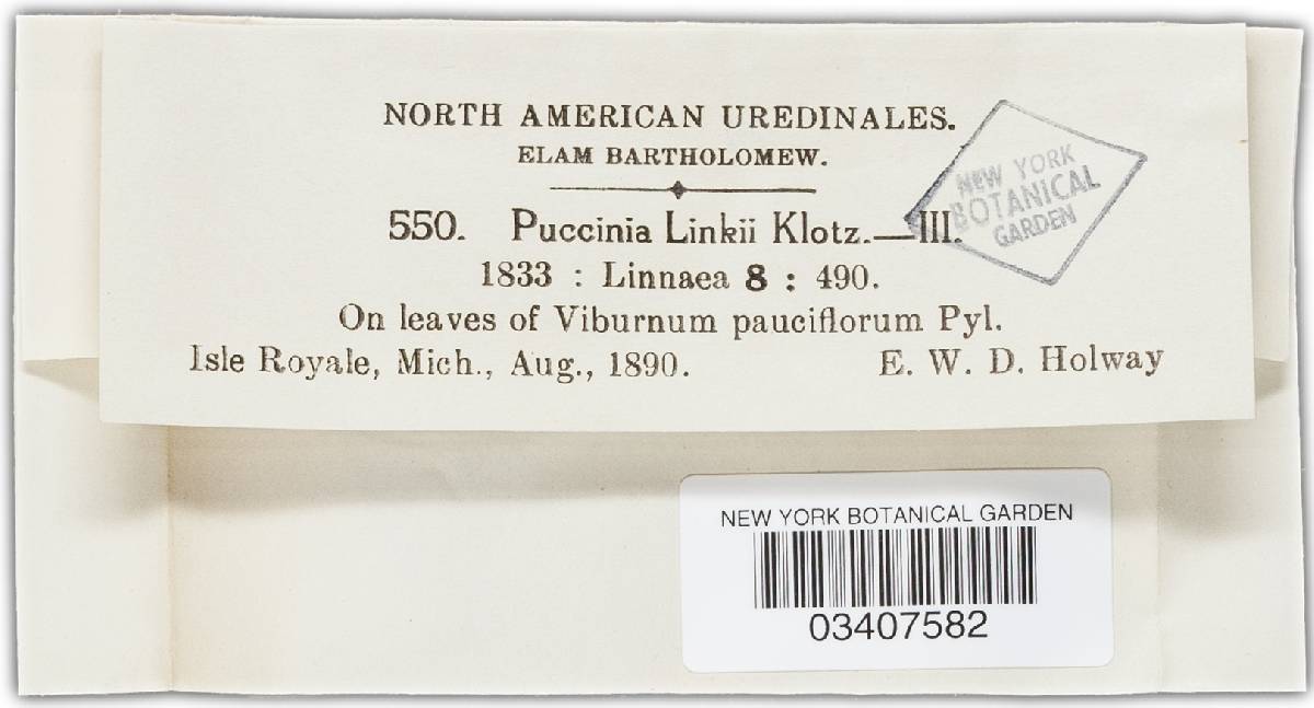 Puccinia linkii image