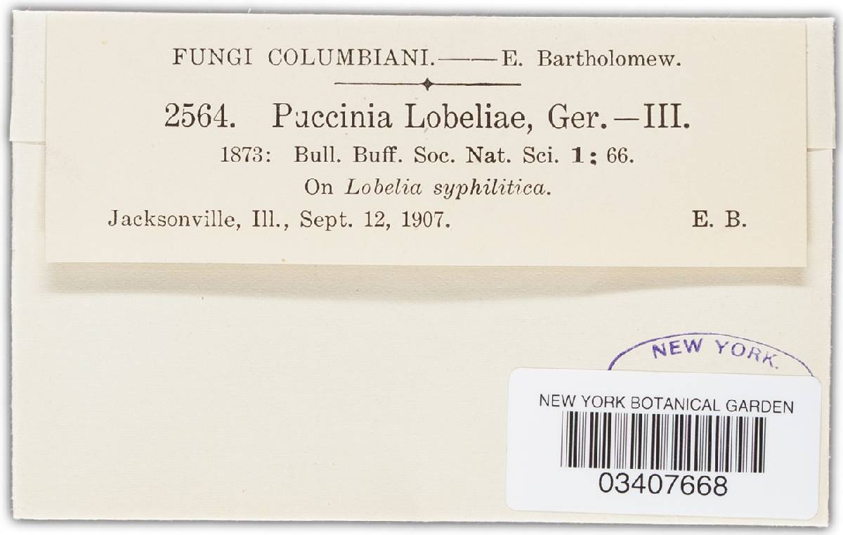Puccinia lobeliae image