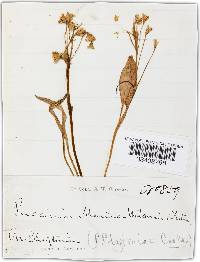 Puccinia mariae-wilsoniae image
