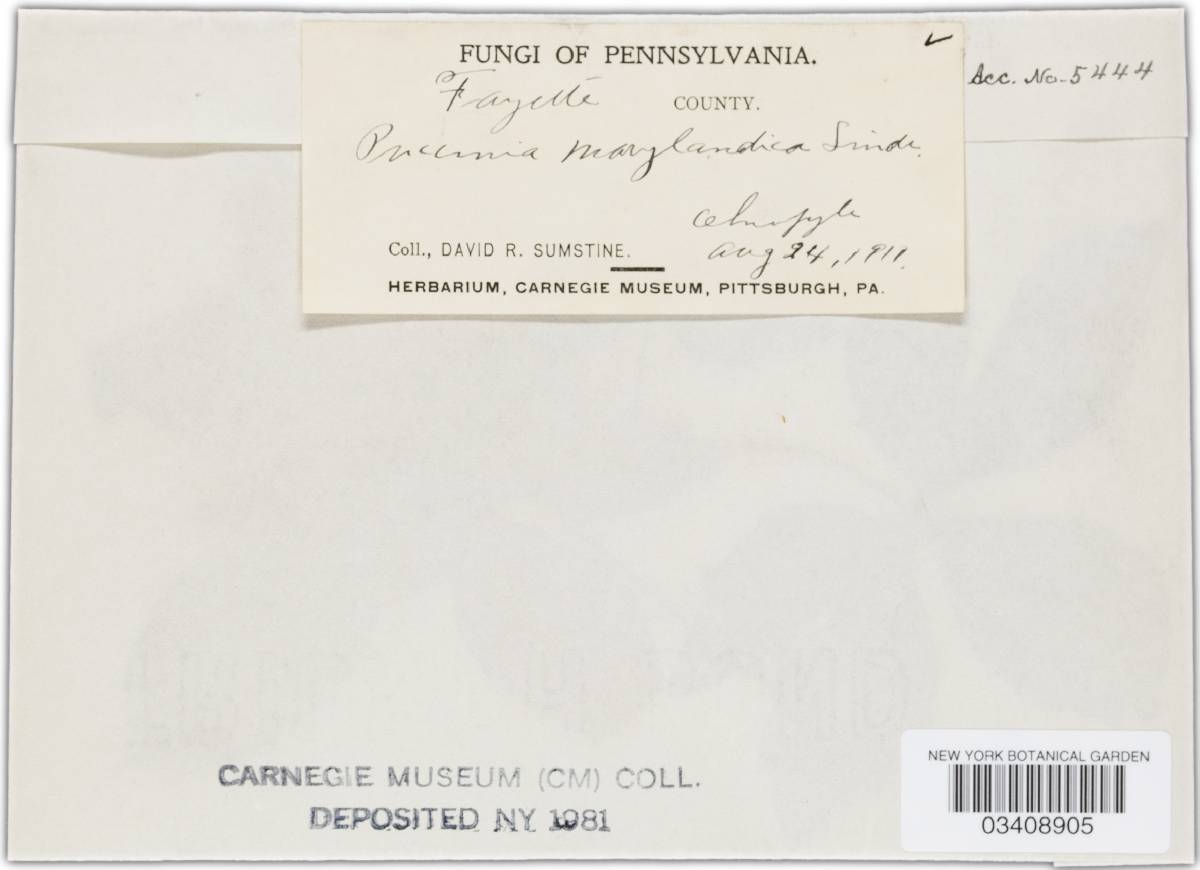 Puccinia marylandica image