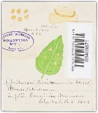 Puccinia menthae var. menthae image