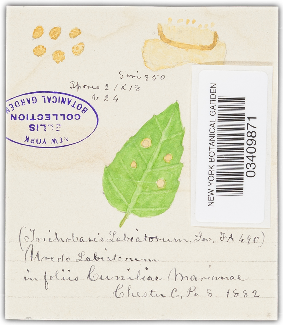 Puccinia menthae var. menthae image