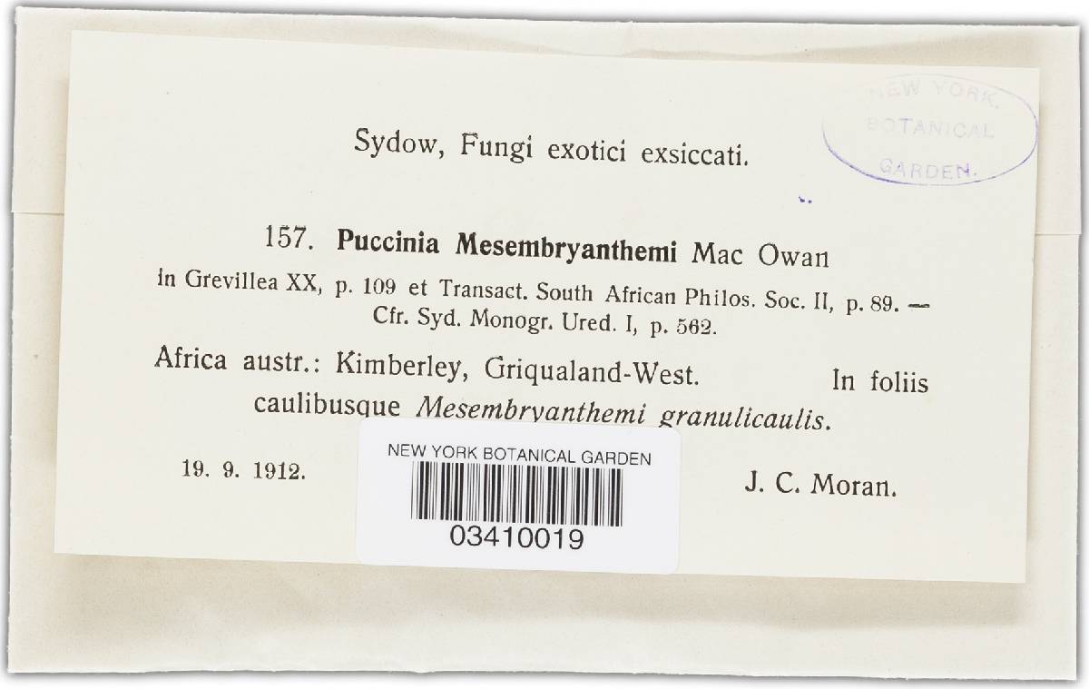 Puccinia mesembryanthemi image