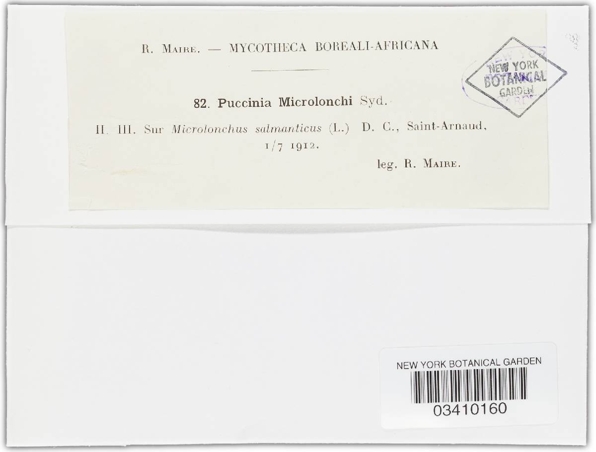 Puccinia microlonchi image