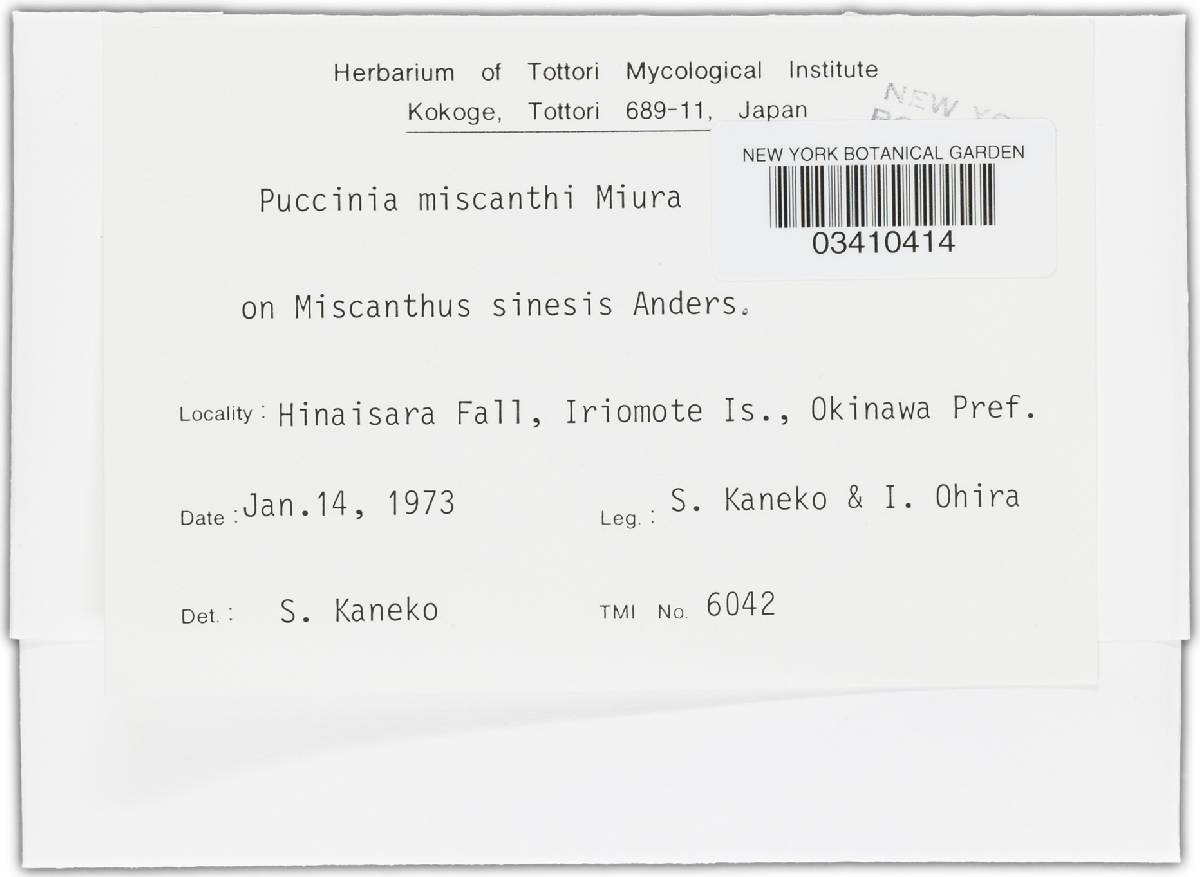 Puccinia miscanthi image