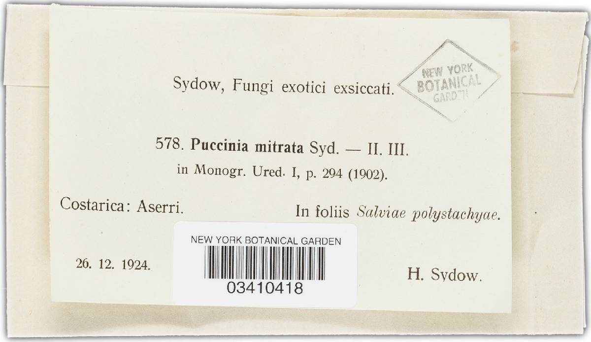 Puccinia mitrata image