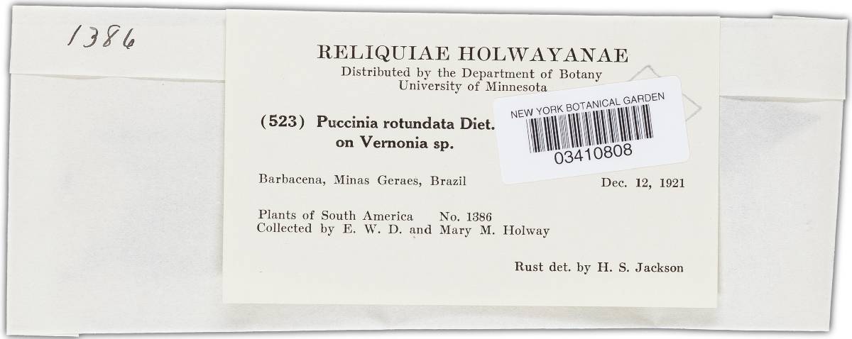 Puccinia neorotundata image