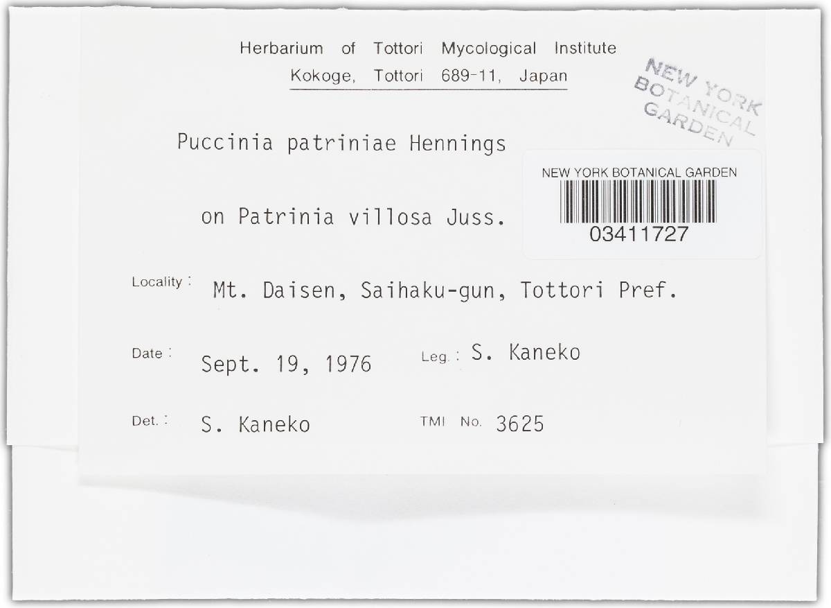 Puccinia patriniae image