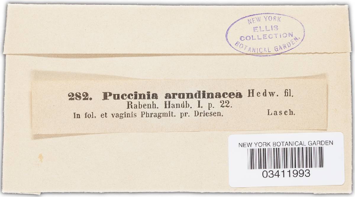 Puccinia phragmitis image