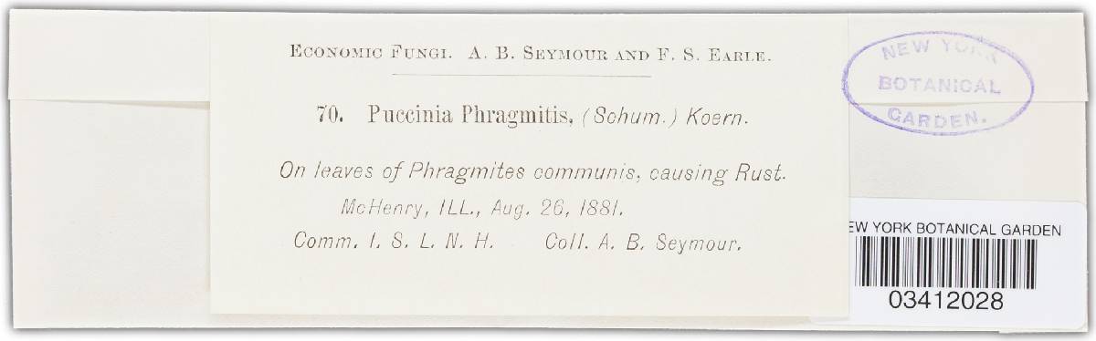 Puccinia phragmitis image
