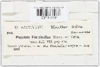 Puccinia pimpinellae image