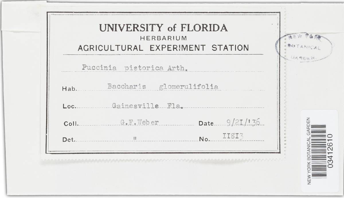 Puccinia pistorica image