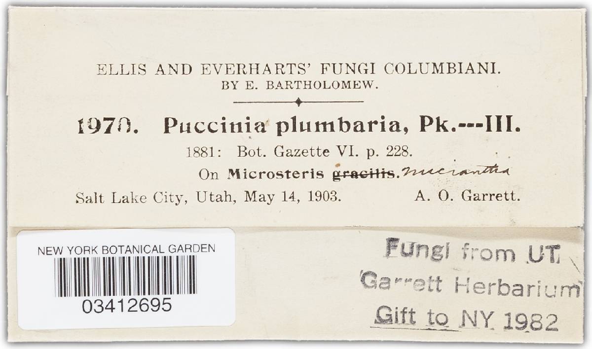 Puccinia plumbaria image