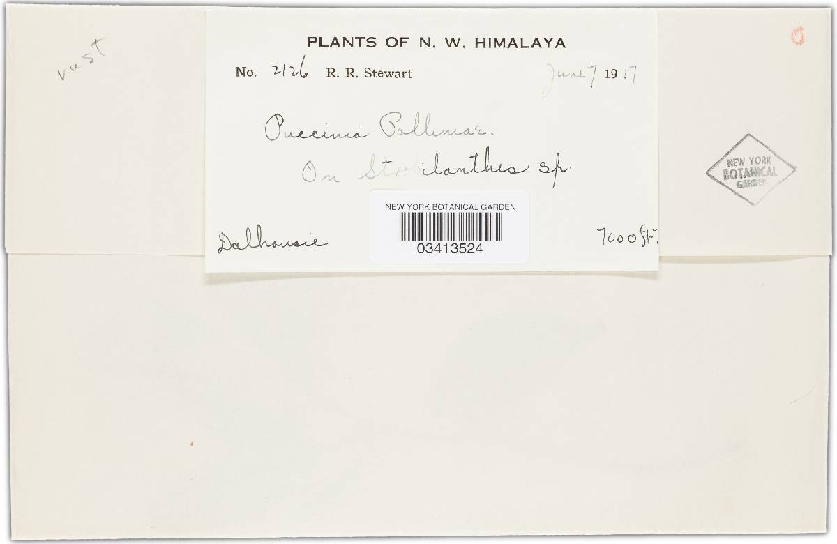 Puccinia polliniae image