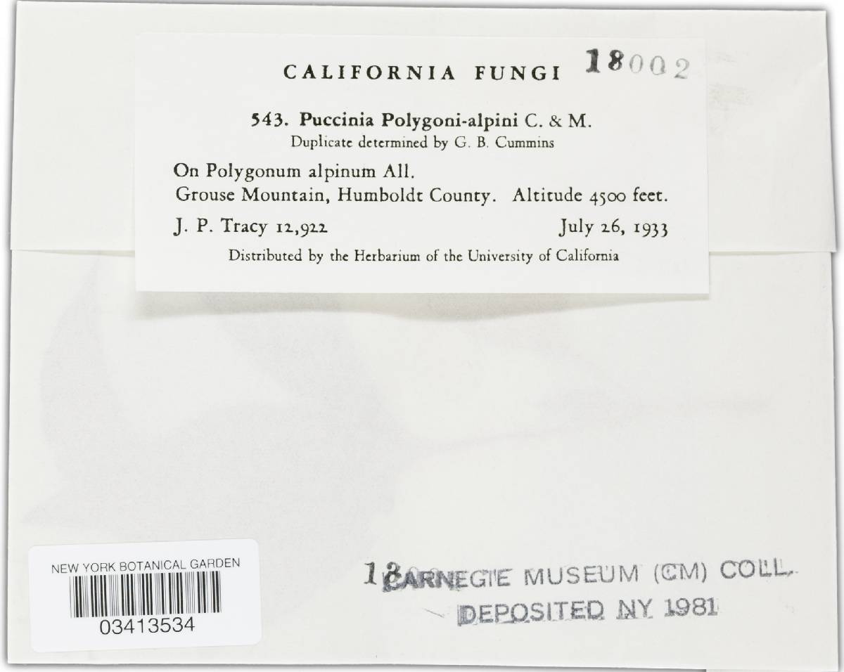 Puccinia polygoni-alpini image