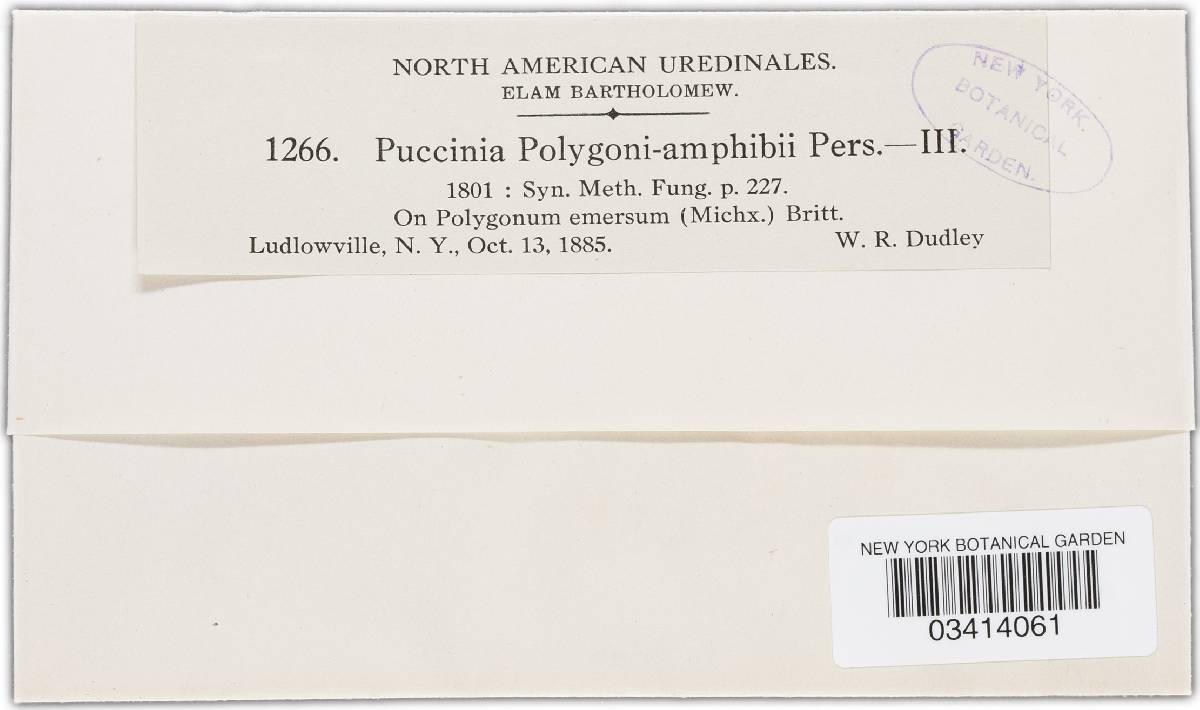 Puccinia polygoni-amphibii var. polygoni-amphibii image