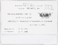 Puccinia punctata image