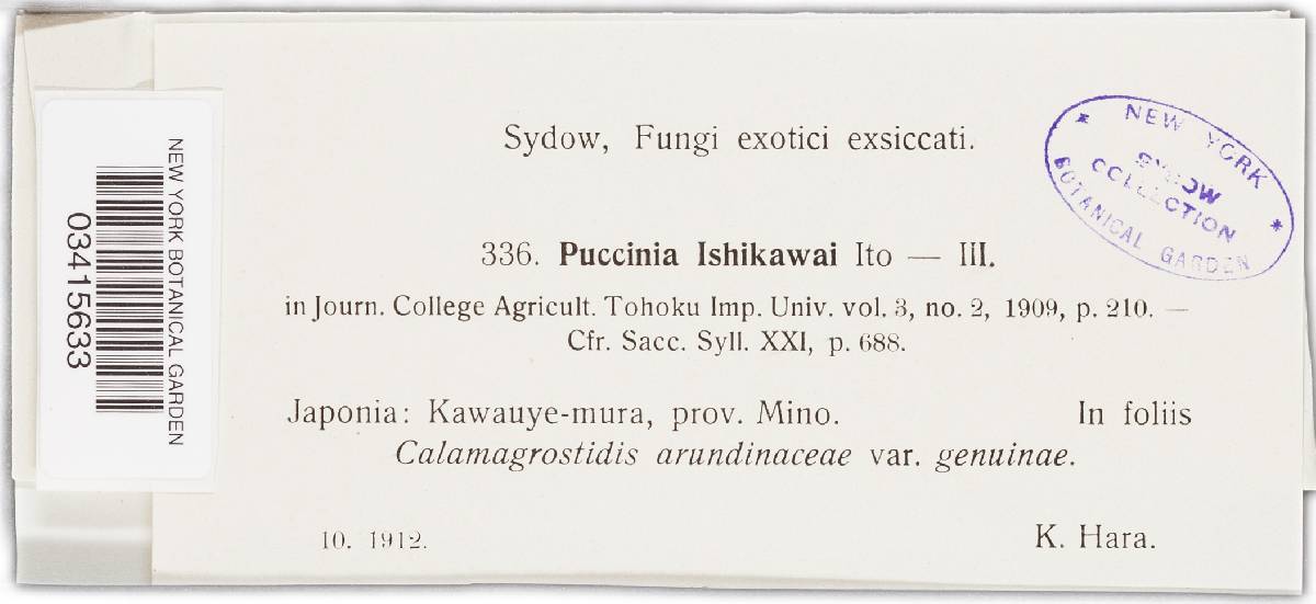 Puccinia pygmaea image