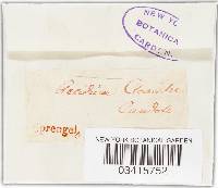 Puccinia recondita image