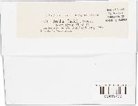 Puccinia recondita image