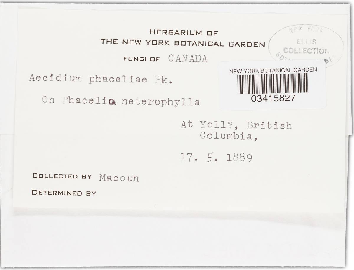 Puccinia recondita image