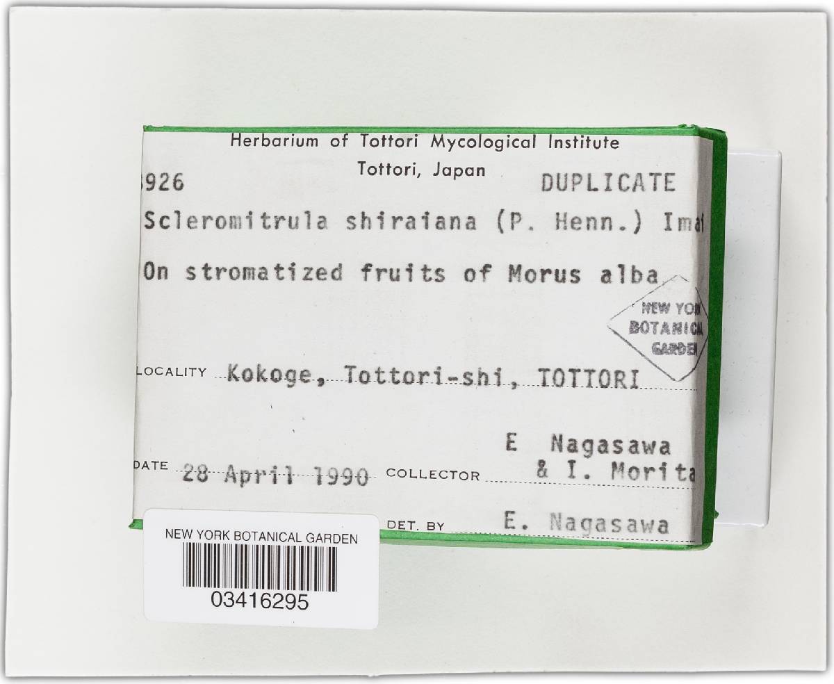 Scleromitrula image