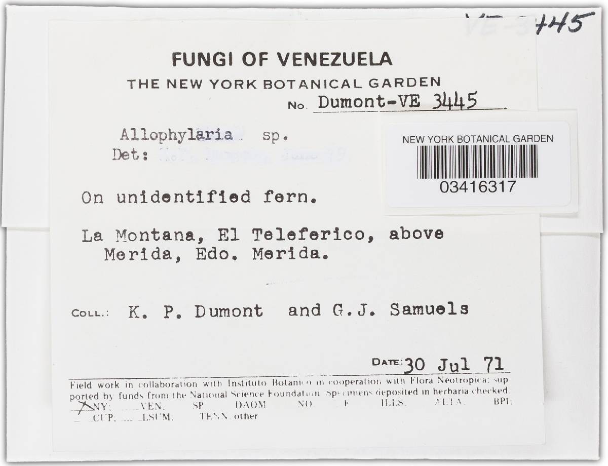 Allophylaria image