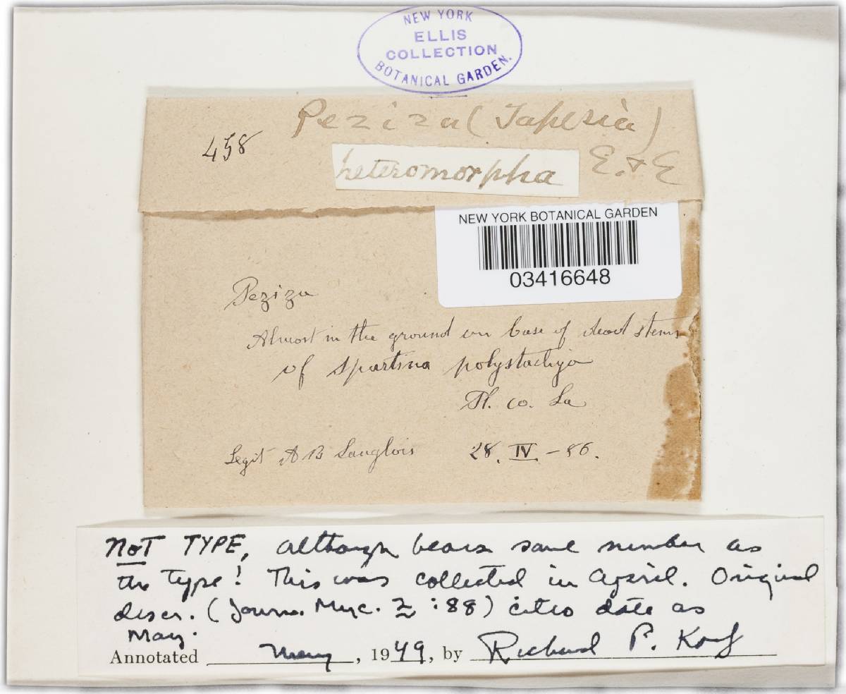 Belonium heteromorphum image