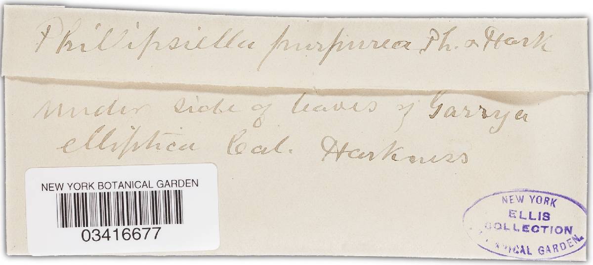 Harknessiella purpurea image