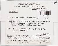 Bisporella discedens image
