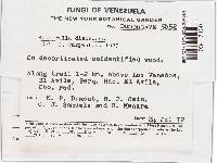 Bisporella discedens image