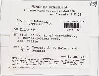 Bisporella discedens image