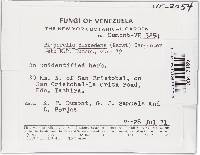 Bisporella discedens image