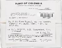 Bisporella discedens image