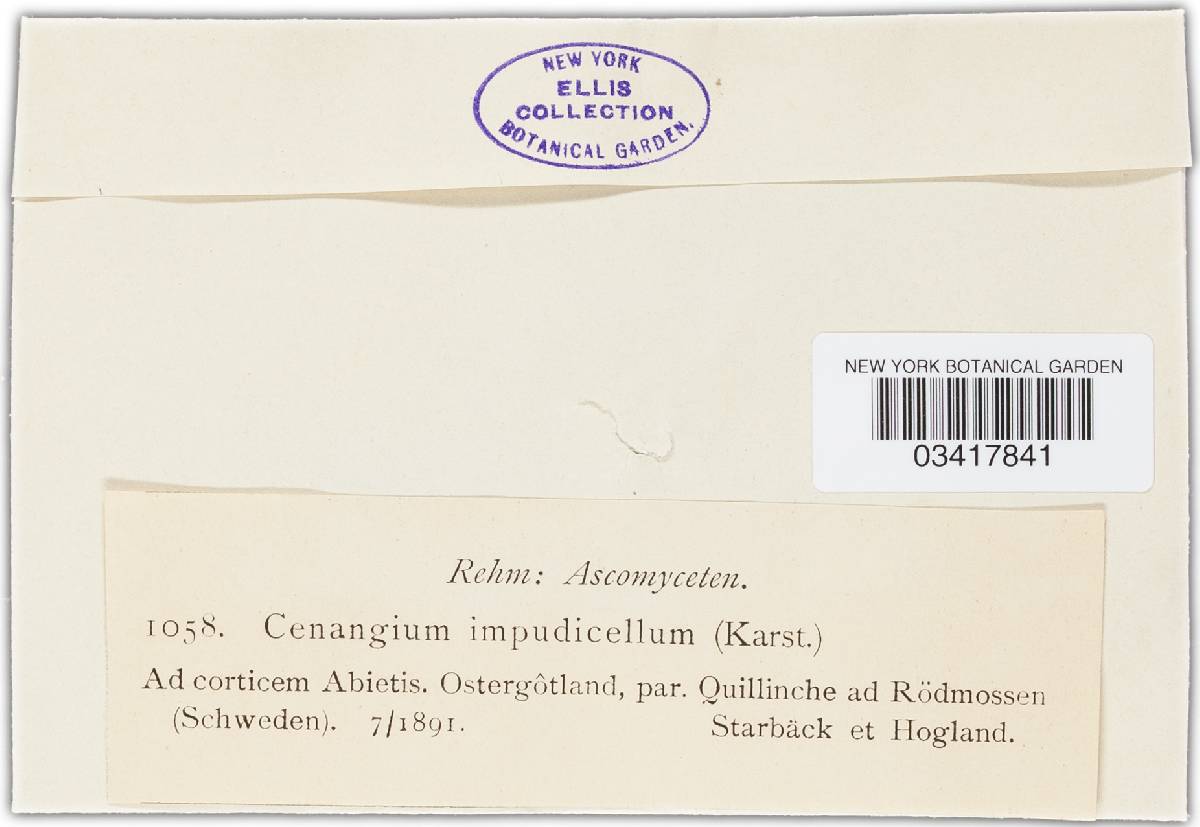 Cenangium impudicellum image