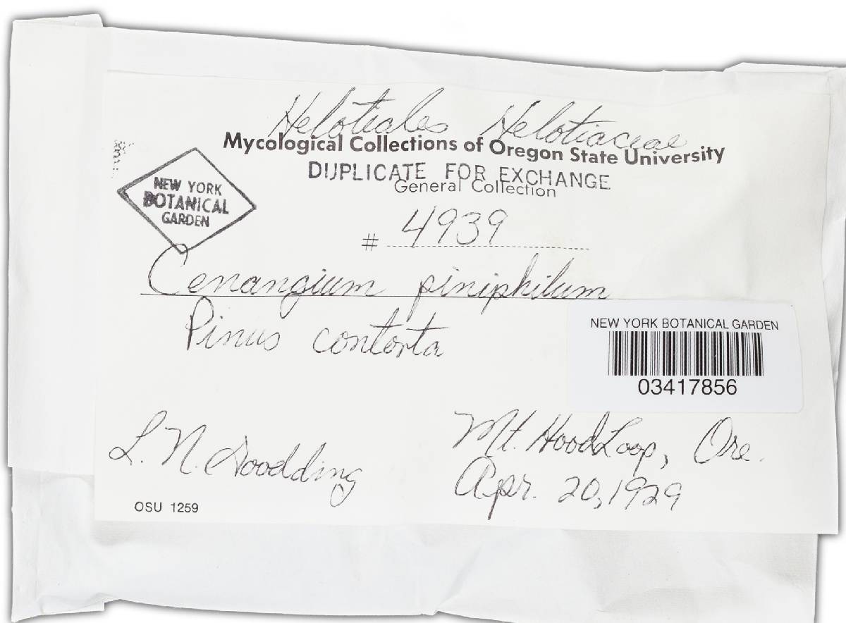 Atropellis piniphila image