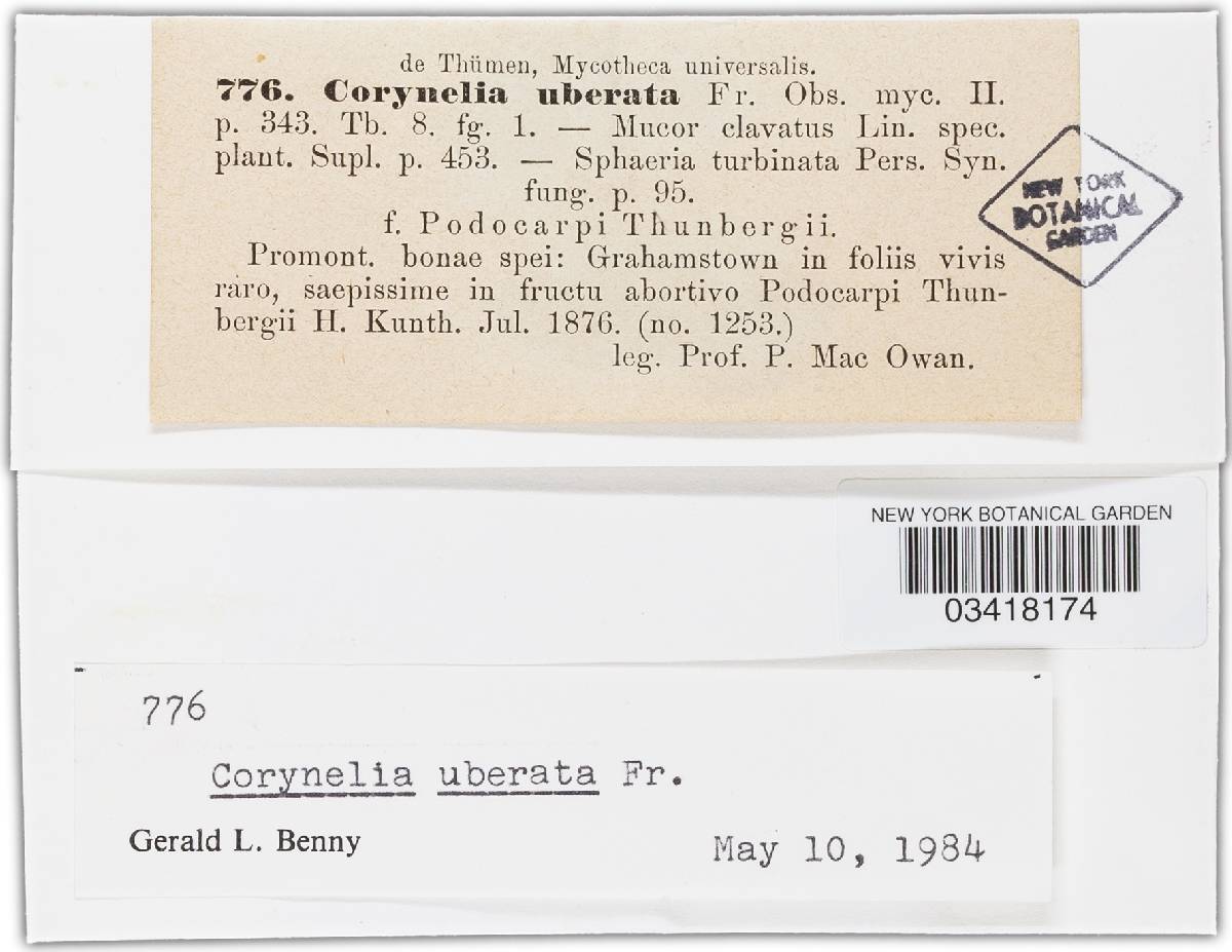 Corynelia image