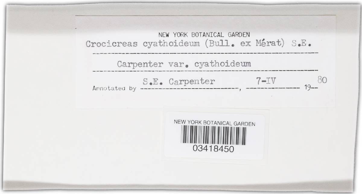 Crocicreas cyathoideum var. cyathoideum image