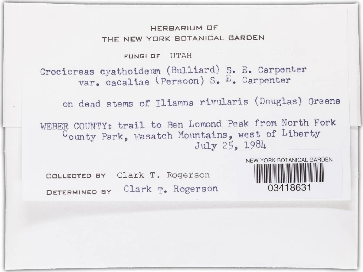Crocicreas image