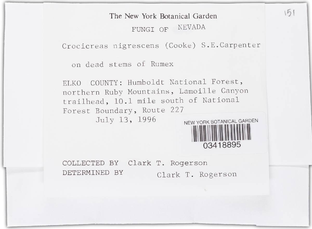 Crocicreas nigrescens image