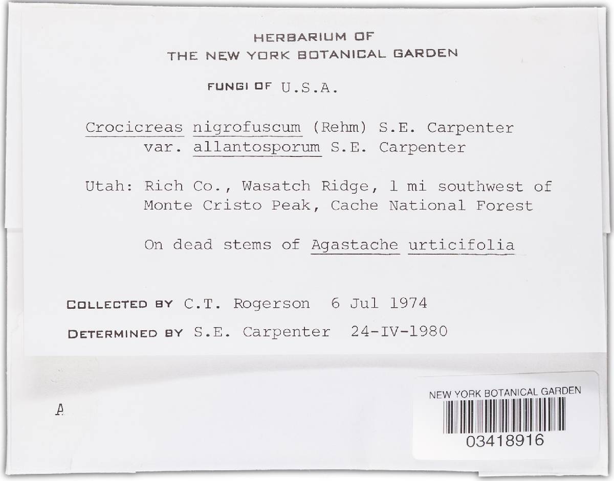 Crocicreas nigrofuscum var. allantosporum image