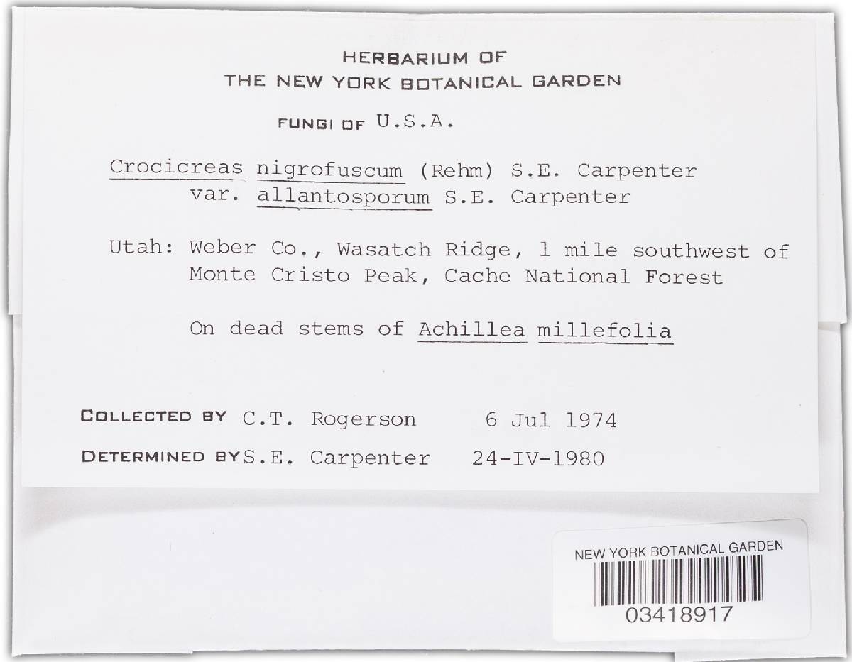 Crocicreas nigrofuscum var. allantosporum image