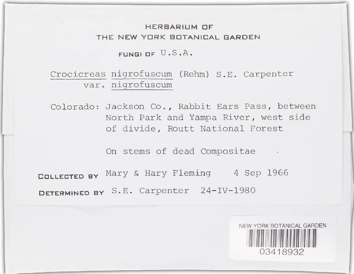 Crocicreas nigrofuscum var. nigrofuscum image