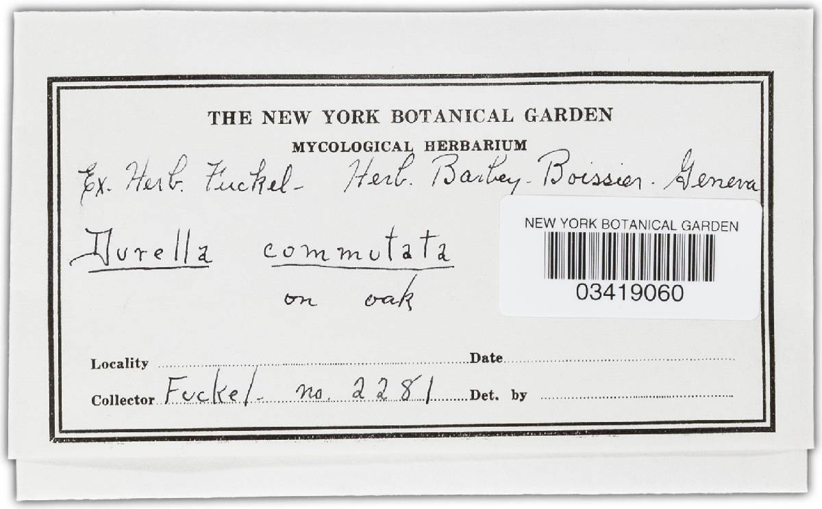Durella commutata image