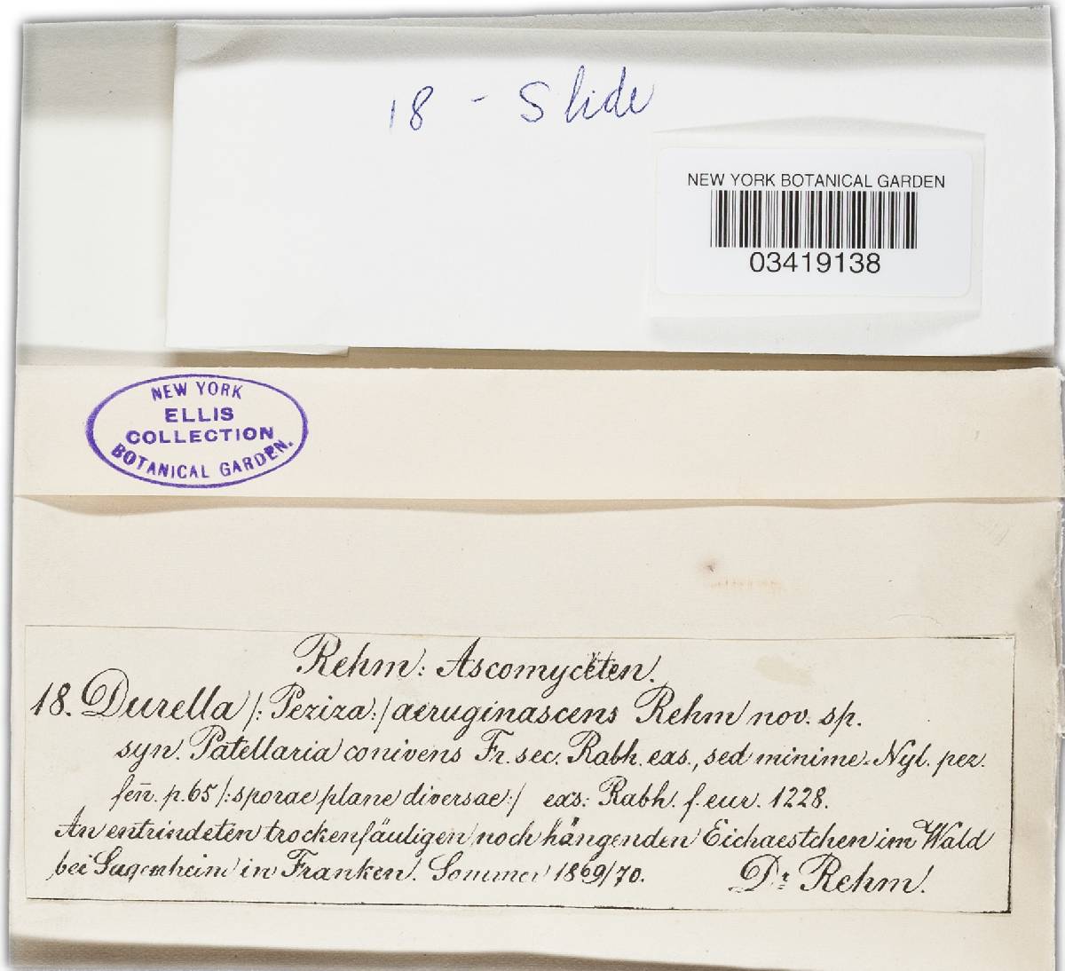 Durella connivens image