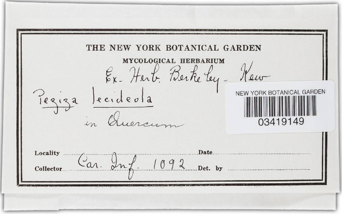 Durella lecideola image