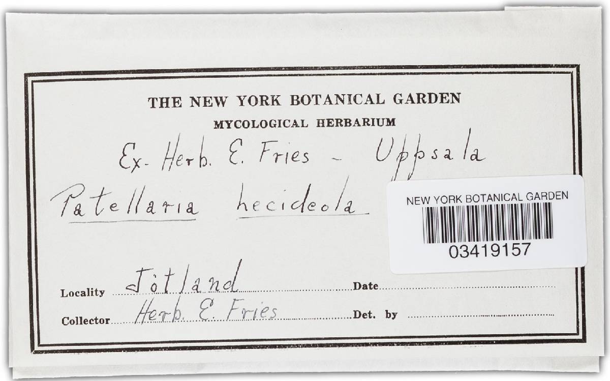 Durella lecideola image