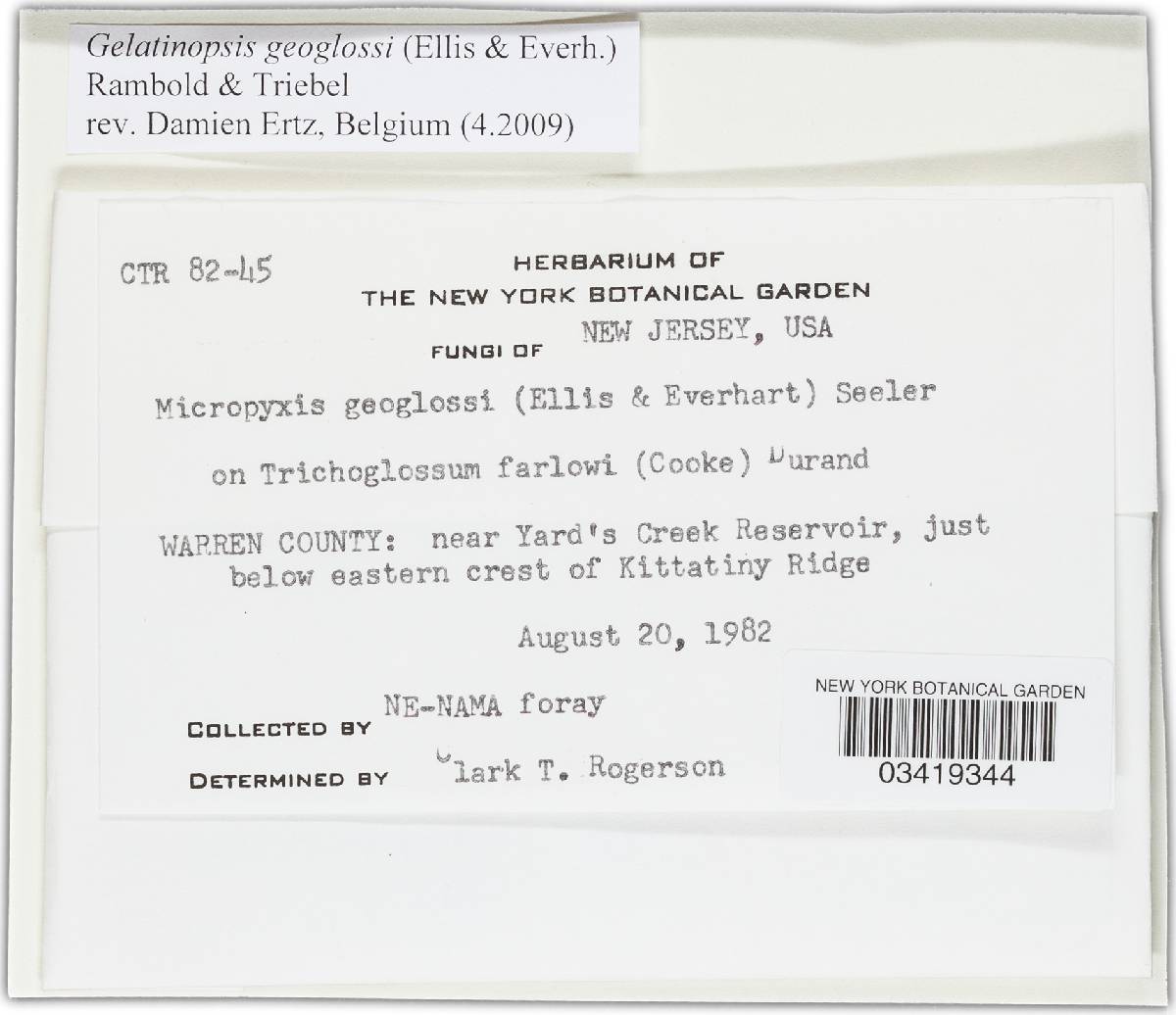 Gelatinopsis image